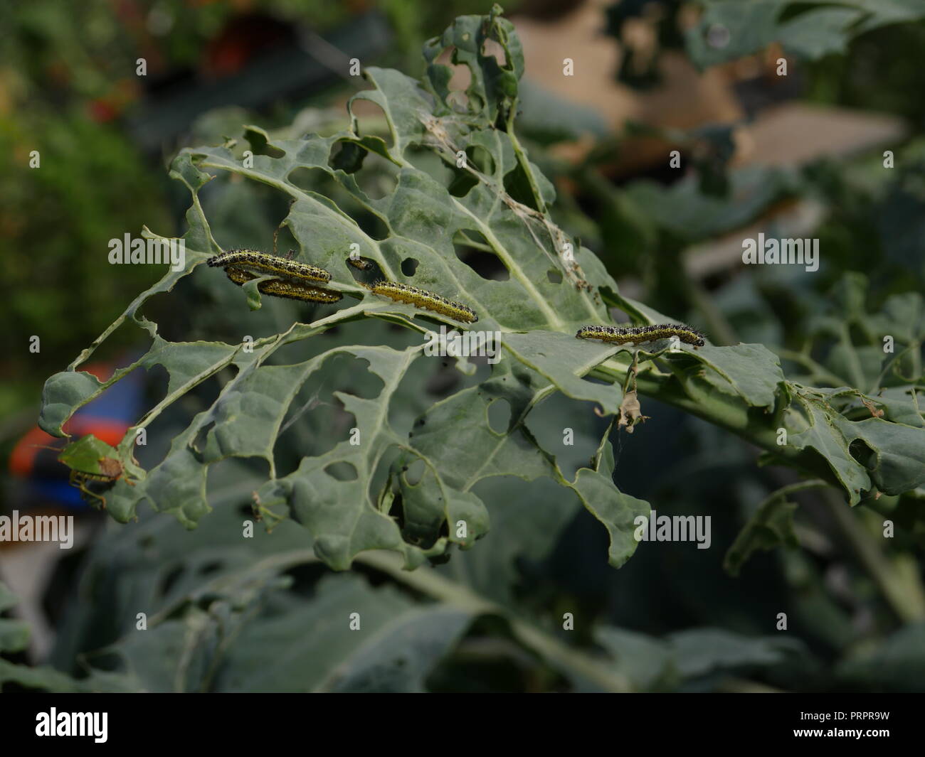 Pieris brassicae Großen Weißen Raupen auf Kohl Stockfoto