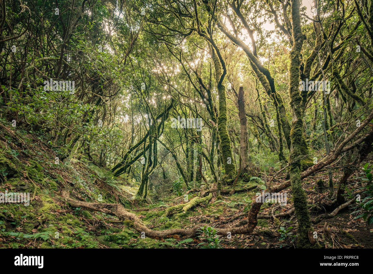 Evergreen Laurel Wald. Bäumen bedeckt mit Moos, Anaga ländlichen Park im Nordosten von Teneriffa Kanarische Inseln Spanien Stockfoto