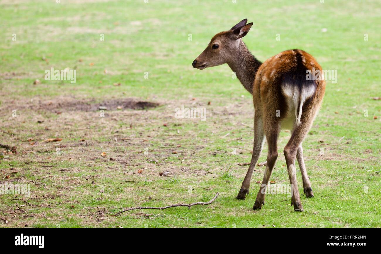 Sika deer auf Brownsea Island Stockfoto