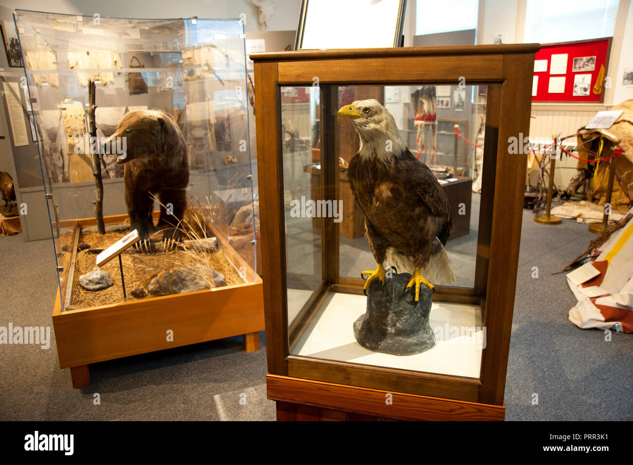 Taxidermied Weißkopfseeadler und Grizzly Bär im Historischen Museum in Kalsipell, Montana Stockfoto