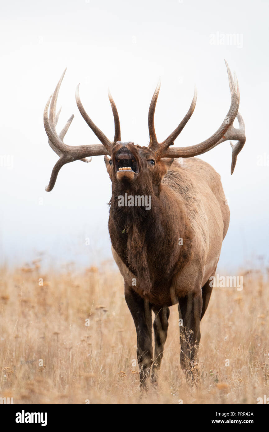 Lippe Curling bull Elk (Cervus canadensis nelsoni), Nordamerika Stockfoto