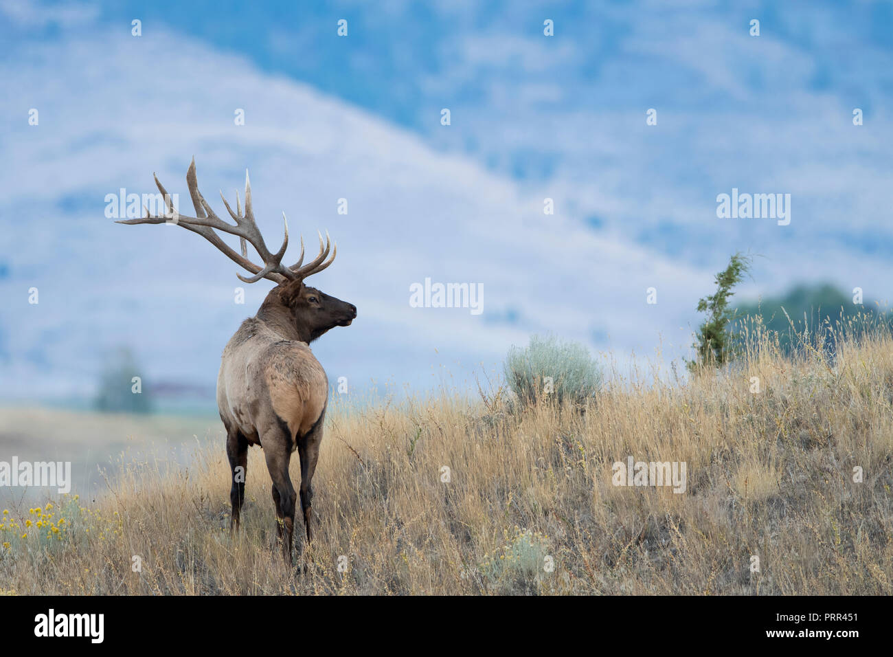 Bull Elk (Cervus canadensis nelsoni), Nordamerika Stockfoto