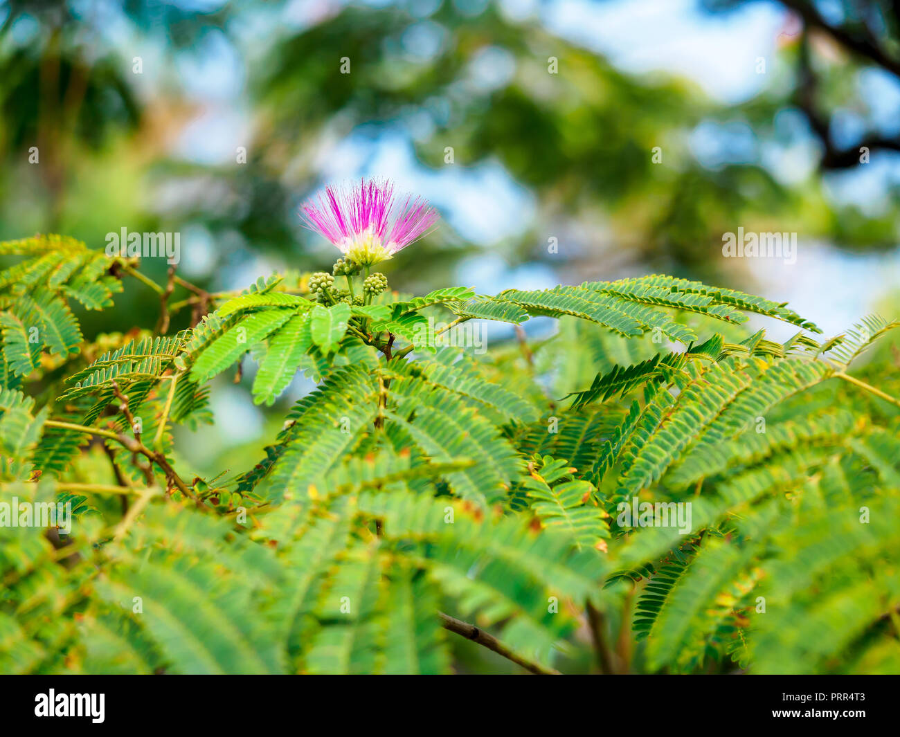 Blumen und Blätter von persischer Seide Baum Stockfoto