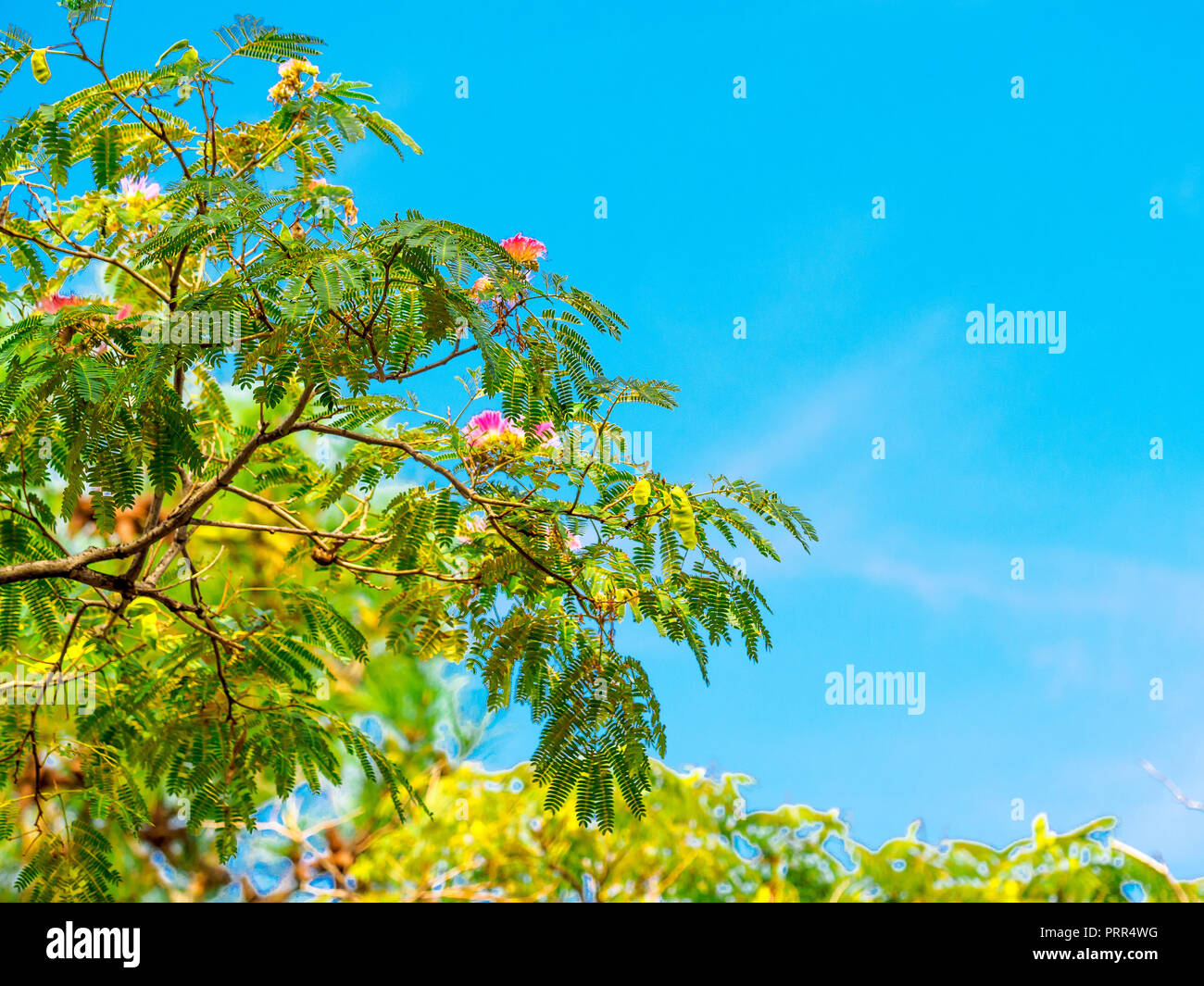 Persischer Seide Blühender Baum mit blauen Himmel im Hintergrund Stockfoto
