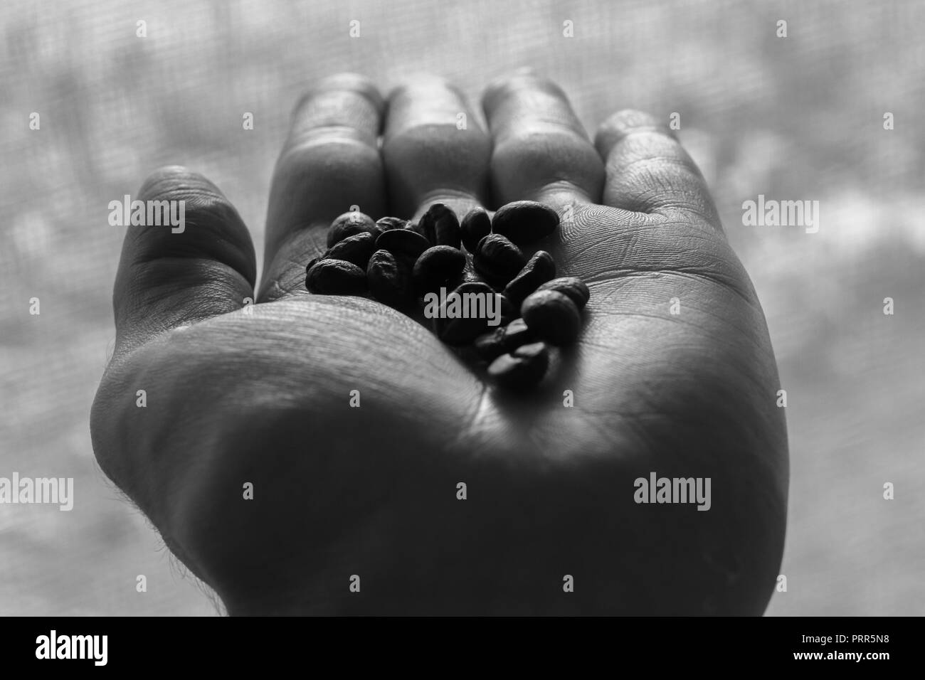 Die menschliche Hand, die Kaffeebohnen in Schwarz und Weiß Stockfoto