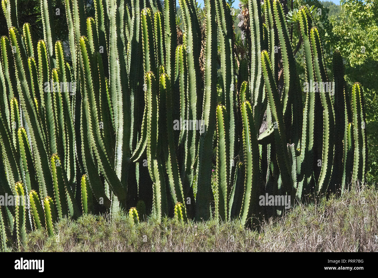 Cactus closeup im grünen Garten an einem sonnigen Nachmittag auf Mallorca, Spanien. Stockfoto Cactus closeup im grünen Garten an einem sonnigen Nachmittag auf Mallorca, Spanien. Stockfoto