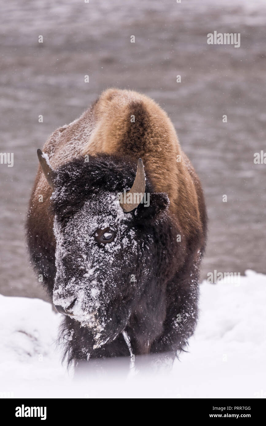 Bisons (Bison Bison) gemeinhin als Buffalo im Yellowstone Nationalpark, WY, USA den brutalen Winter zu überleben. Stockfoto