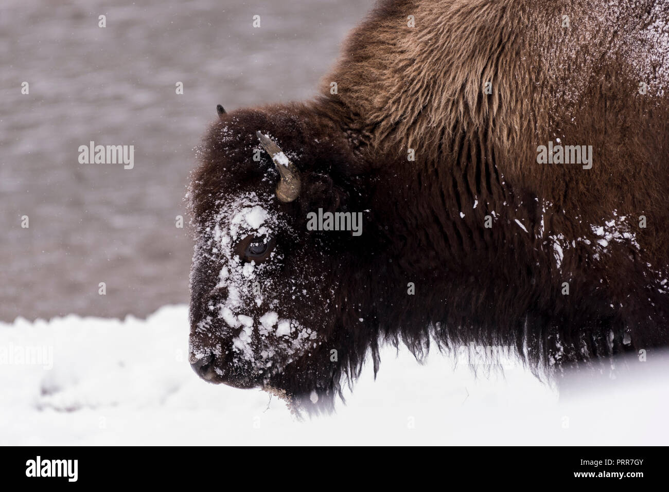 Bisons (Bison Bison) gemeinhin als Buffalo im Yellowstone Nationalpark, WY, USA den brutalen Winter zu überleben. Stockfoto