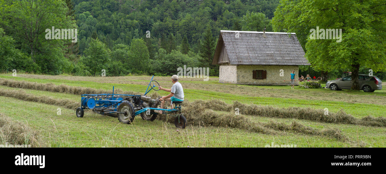 Heuernte in einem traditionellen wildflower Meadow nach dem Schneiden Voje Tal Nationalpark Triglav, Julische Alpen, Slowenien. Stockfoto