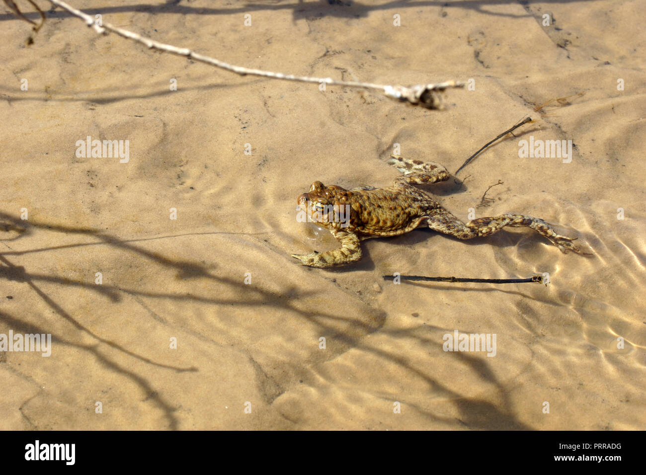 Bufo toad im Frühjahr (braune Erdkröte) in einem Fluss. Die kröte steht in klarem Wasser vor dem Hintergrund der Fluss Sand. Stockfoto