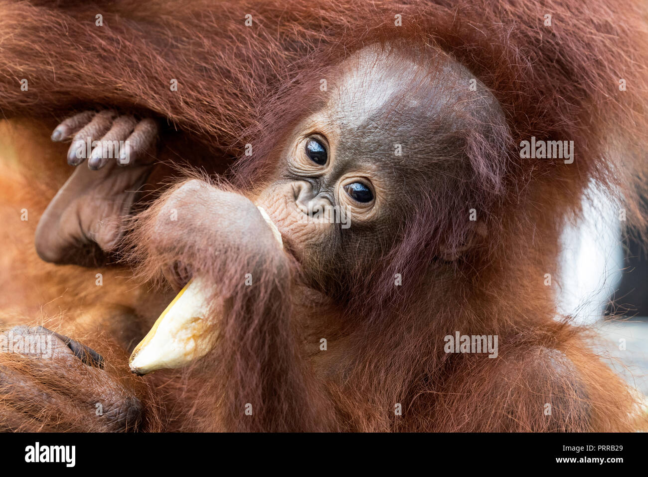 Baby bornesischen Orang-utans, Pongo pygmaeus, mit der Mutter, Buluh Kecil Fluss, Borneo, Indonesien. Stockfoto