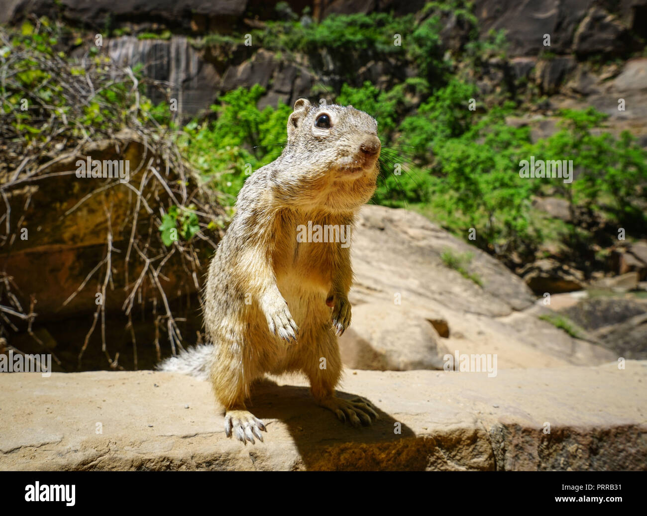 Ein Eichhörnchen in die Wüste Landschaft, Utah Stockfoto