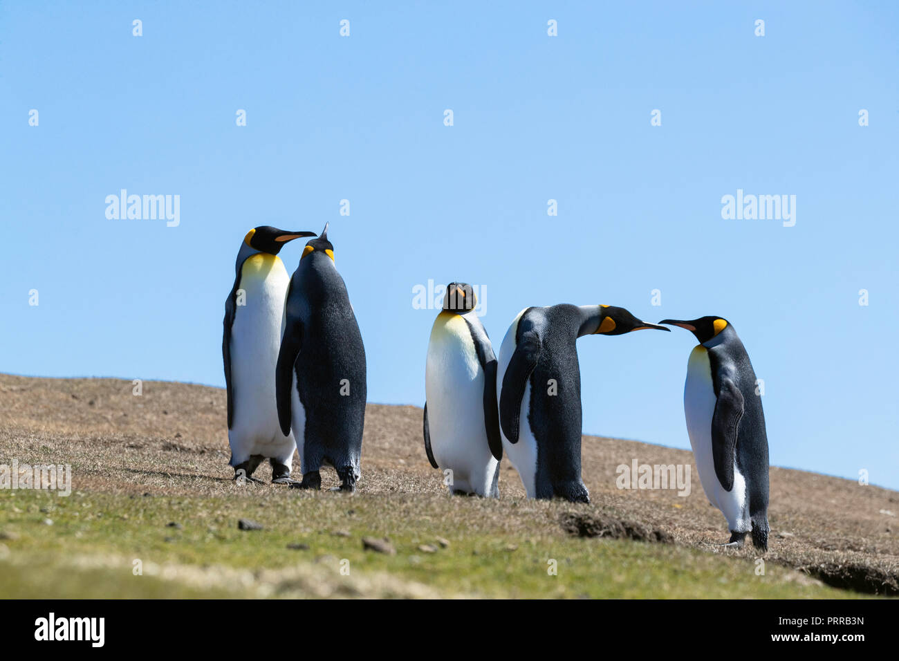 Nach König Pinguine Aptenodytes patagonicus, auf den Grashängen von Saunders Island, Falkland Inseln Stockfoto