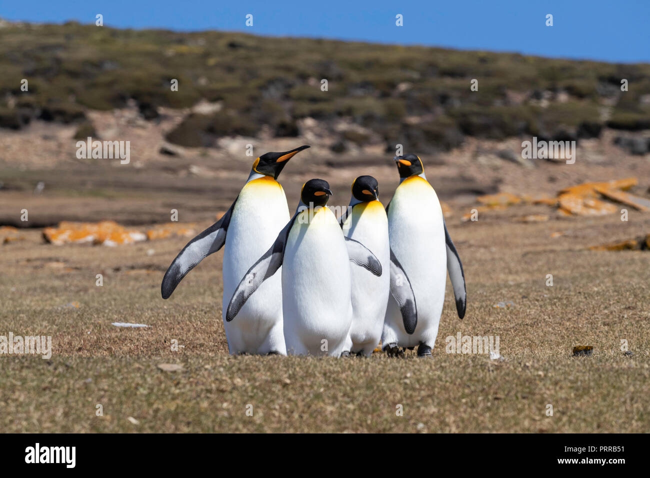 König Pinguine Aptenodytes patagonicus, Saunders Island, Falkland Inseln Stockfoto