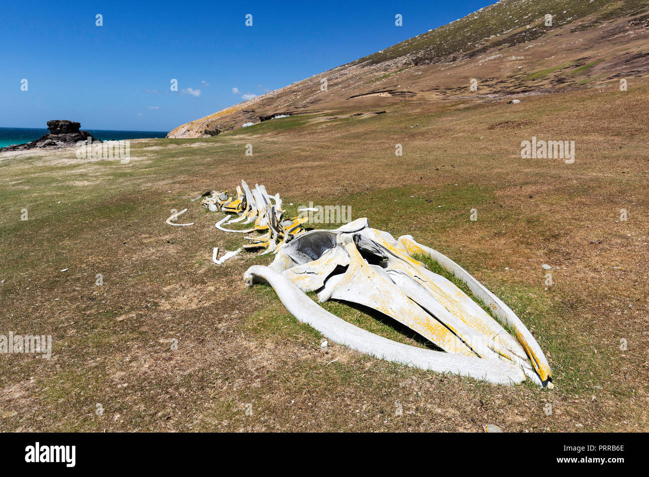 Die Skelettreste eines Strände Junge sei Wal, Balaenoptera Borealis, montiert auf Saunders Island, Falkland Inseln Stockfoto