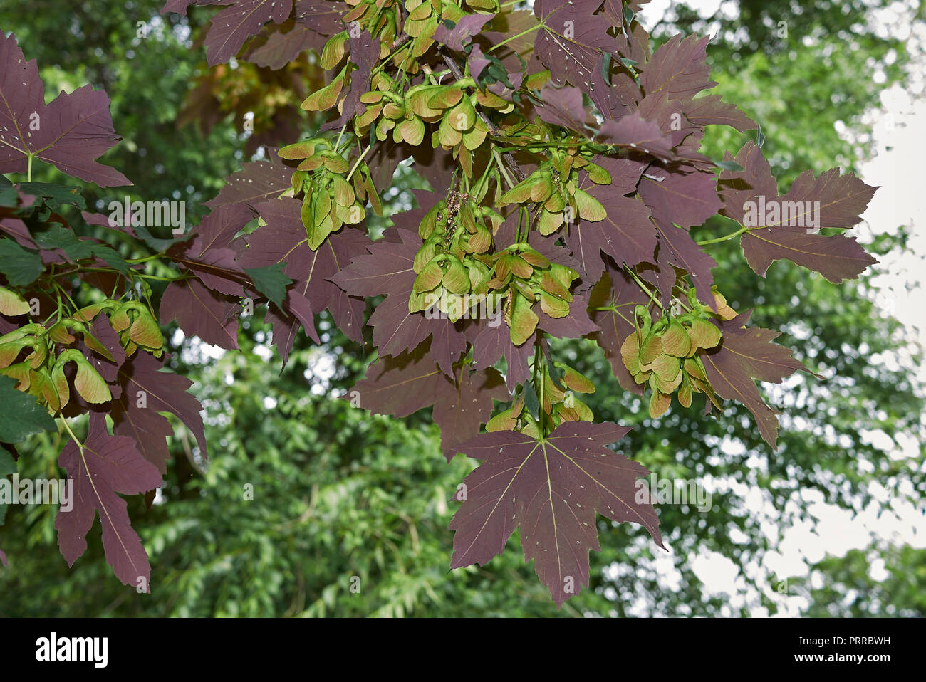 Acer pseudoplatanus atropurpureum Stockfoto