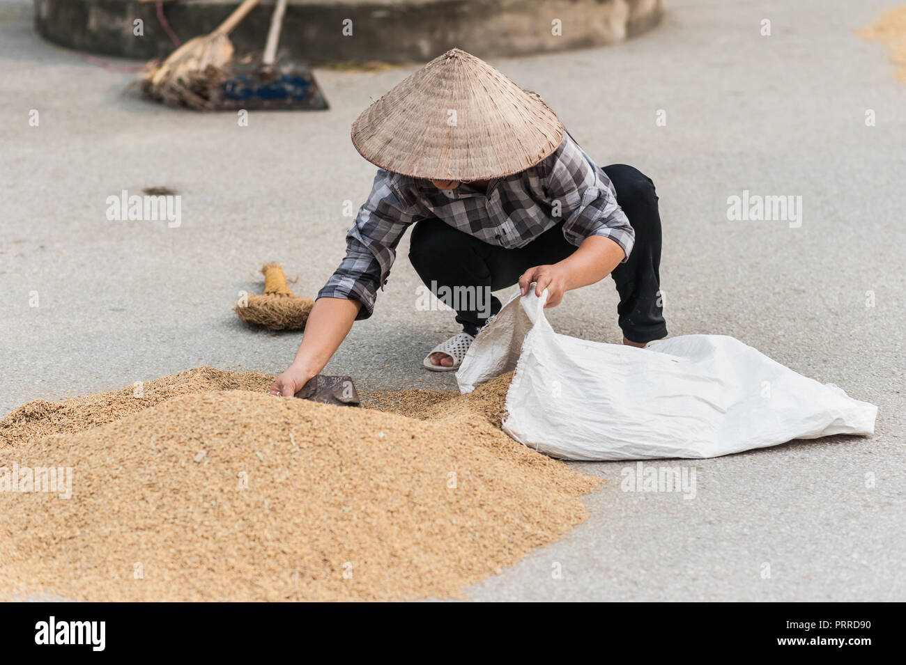 Lokale Frau, um die Körner von den Reis der Ernte trocknen auf dem Boden neigen. In der Nähe der Vung Straßenbahn Pier auf der Ngo Dong Fluss. Stockfoto
