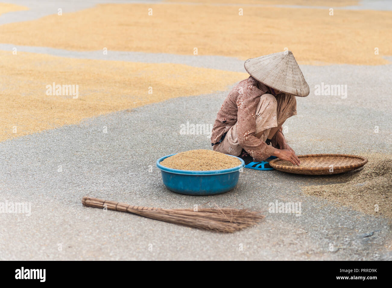 Lokale Frau, um die Körner von den Reis der Ernte trocknen auf dem Boden neigen. In der Nähe der Vung Straßenbahn Pier auf der Ngo Dong Fluss. Stockfoto