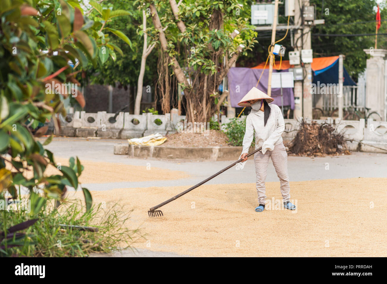 Van Lam Dorf, Vietnam - 17. Oktober 2016. Lokale Frau, um die Körner von den Reis der Ernte trocknen auf dem Boden neigen. In der Nähe der Vung Straßenbahn Pier auf Th Stockfoto
