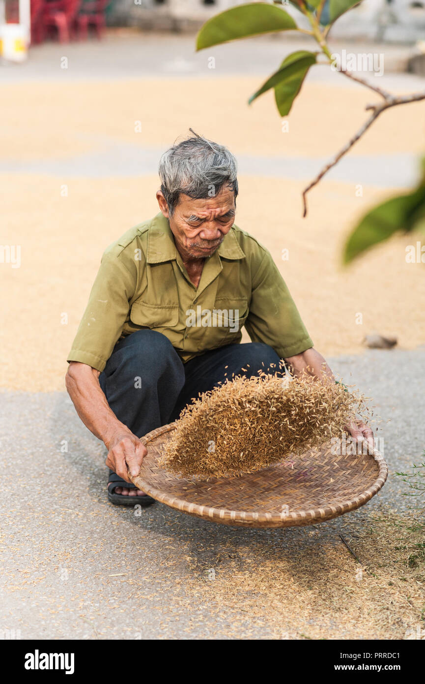 Van Lam Dorf, Vietnam - 17. Oktober 2016. Lokaler Mann Sichten throung die Körner aus dem Reis der Ernte trocknen auf dem Boden. In der Nähe der Vung Straßenbahn Pier. Stockfoto