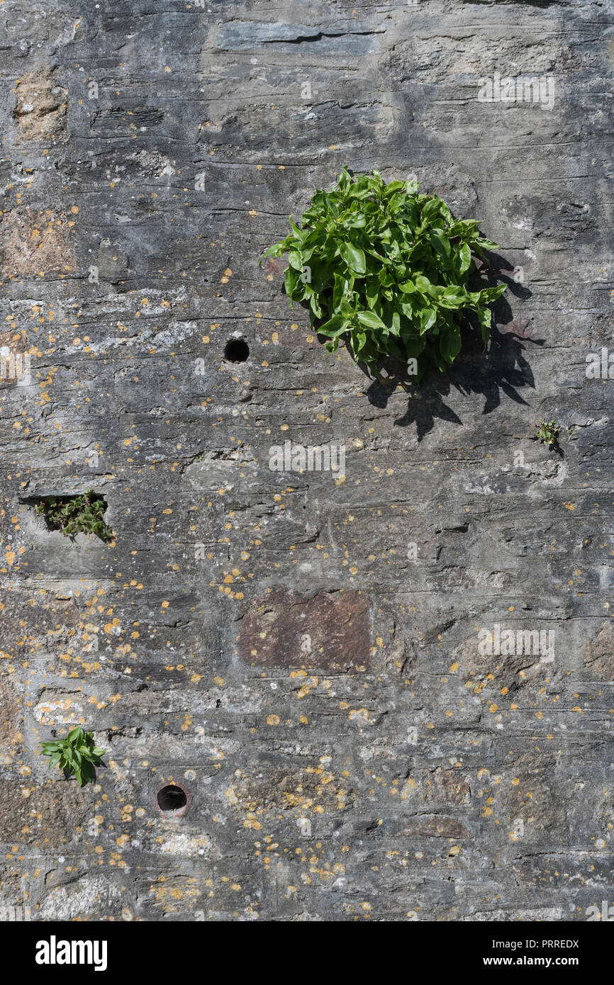 Rote Baldrian/Centranthus ruber Pflanze, die aus einer Betonwand. Metapher isoliert, Isolation, die Stärksten überleben, Pflanzen isoliert. Stockfoto