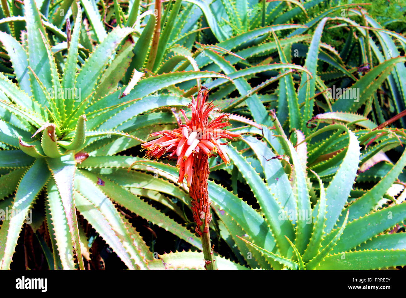 Aloe Vera Pflanze mit leuchtend roten Spitzen Nahaufnahme Stockfotografie -  Alamy