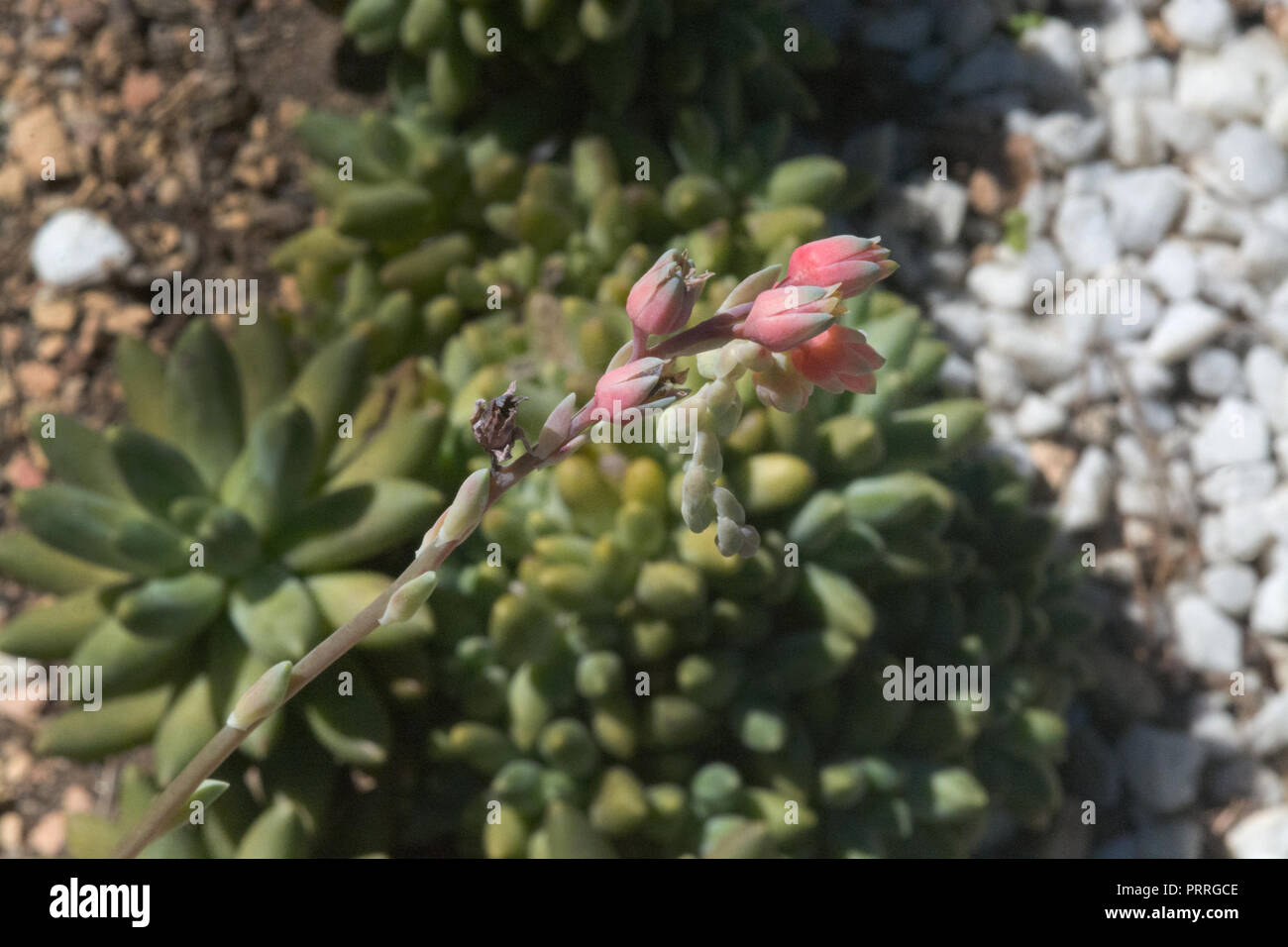 Sukkulenten Kaktus Pflanze rote Blume Nahaufnahme an einem sonnigen Nachmittag. Stockfoto Sukkulenten Kaktus Pflanze rote Blume Nahaufnahme an einem sonnigen Nachmittag. Stockfoto