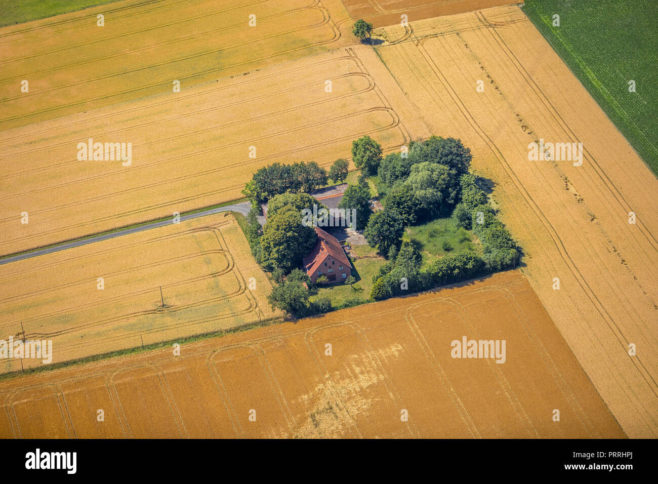 Bauernhaus zwischen Getreidefelder, Schirl, Ostbevern, Münsterland, Nordrhein-Westfalen, Deutschland Stockfoto