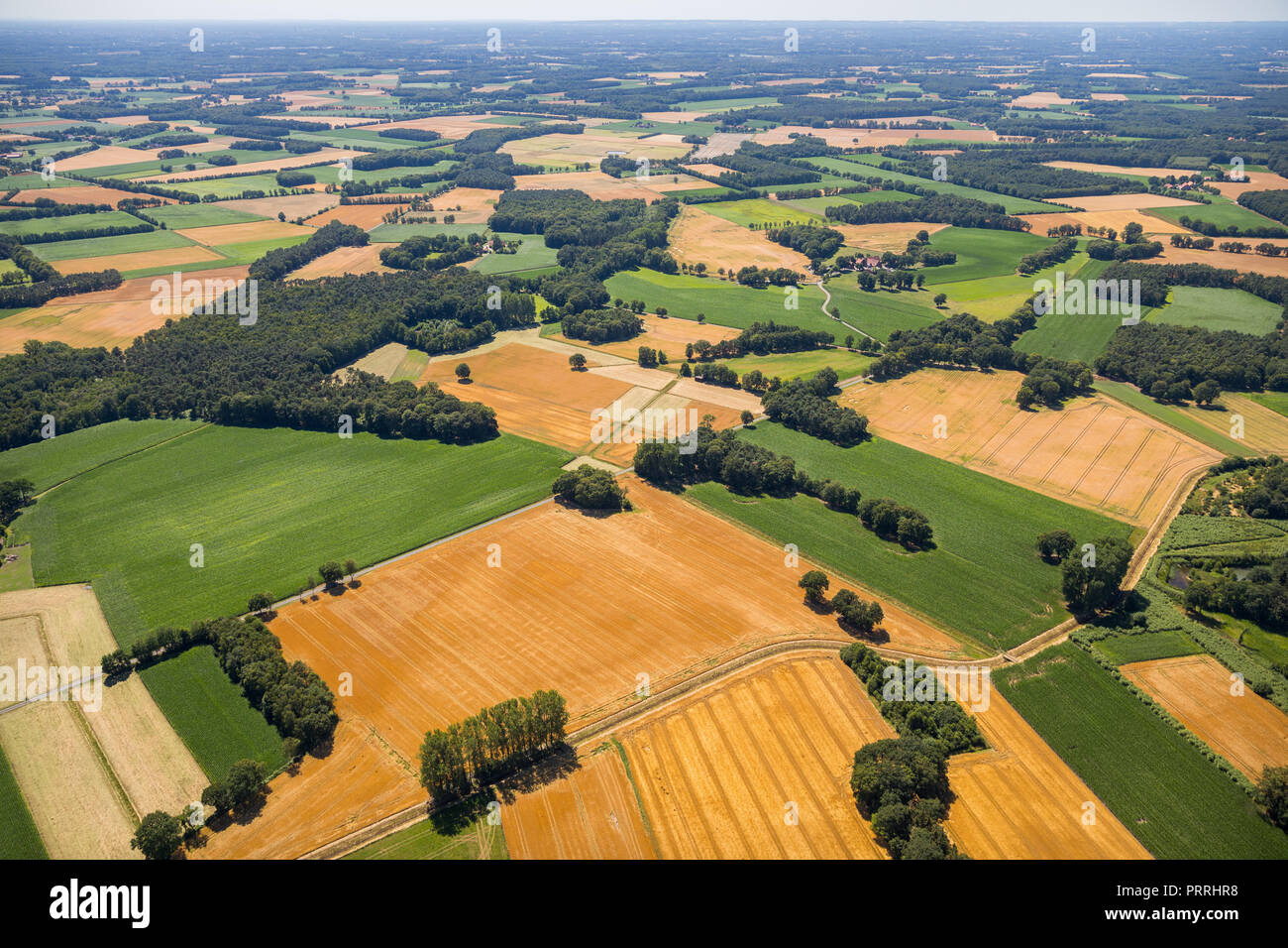 Korn Felder und Wiesen, Übersicht von Brock in Richtung Brüskenheide, in der Nähe von Ostbevern, Münsterland, Nordrhein-Westfalen Stockfoto