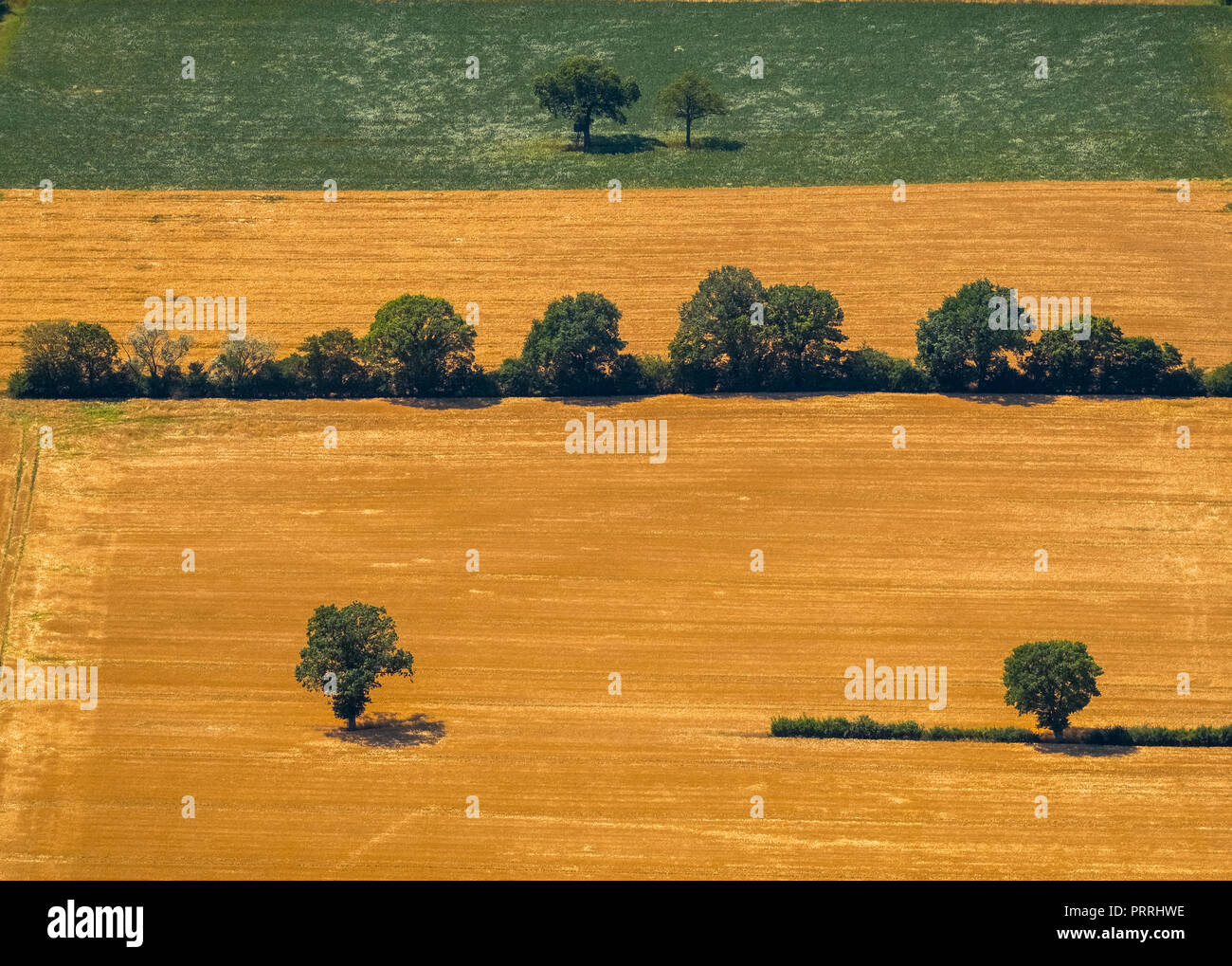 Bäume im Getreide, in der Nähe von warendorf, Münsterland, Nordrhein-Westfalen, Deutschland Stockfoto