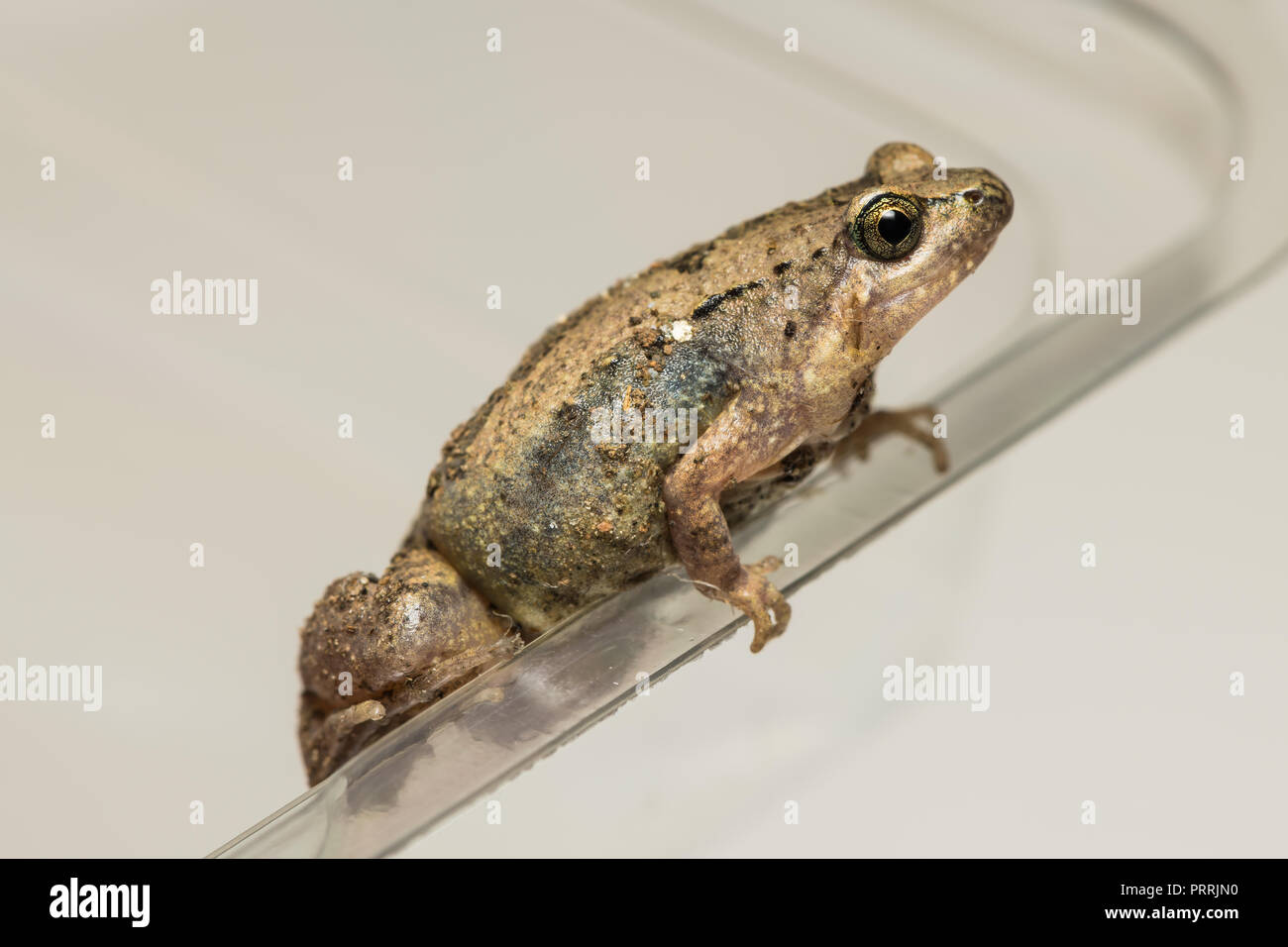 Jungen Asiatischen lackiert Frosch versuchen, am Rande der Kunststoffbehälter zu klettern Stockfoto