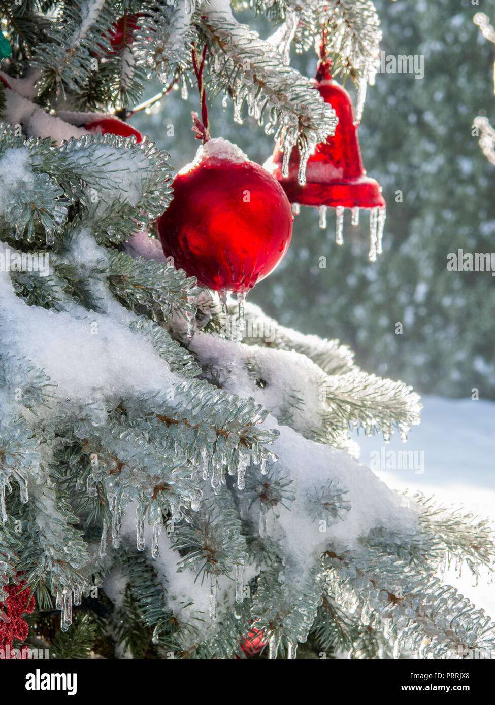 Red outdoor Weihnachten Kugeln zeichnen sich auf einer schnee- und  eisbedeckten immergrüner Baum Stockfotografie - Alamy