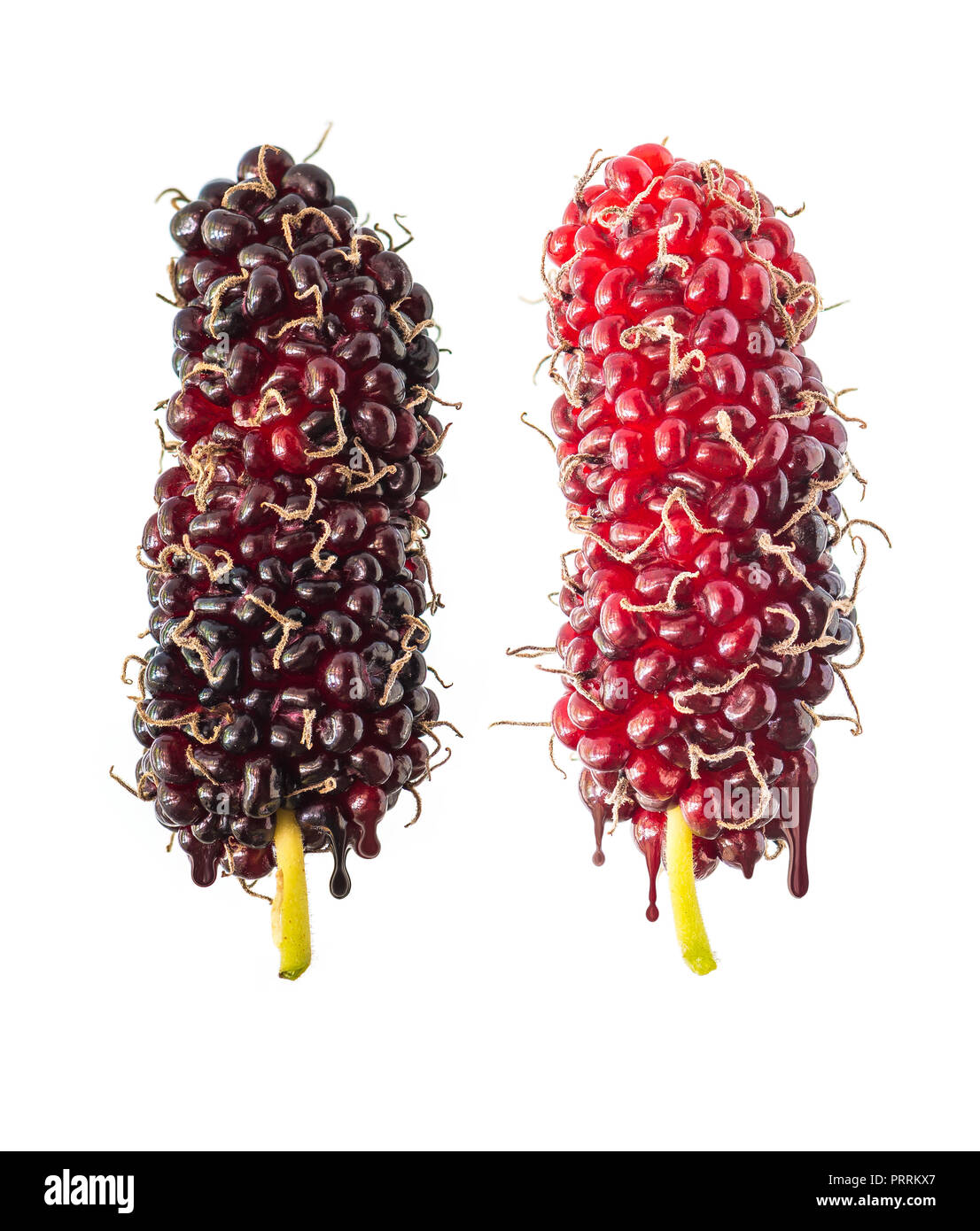 Die Mulberry Früchte, die wie die ice cream Stick auf weißem Hintergrund suchen Stockfoto