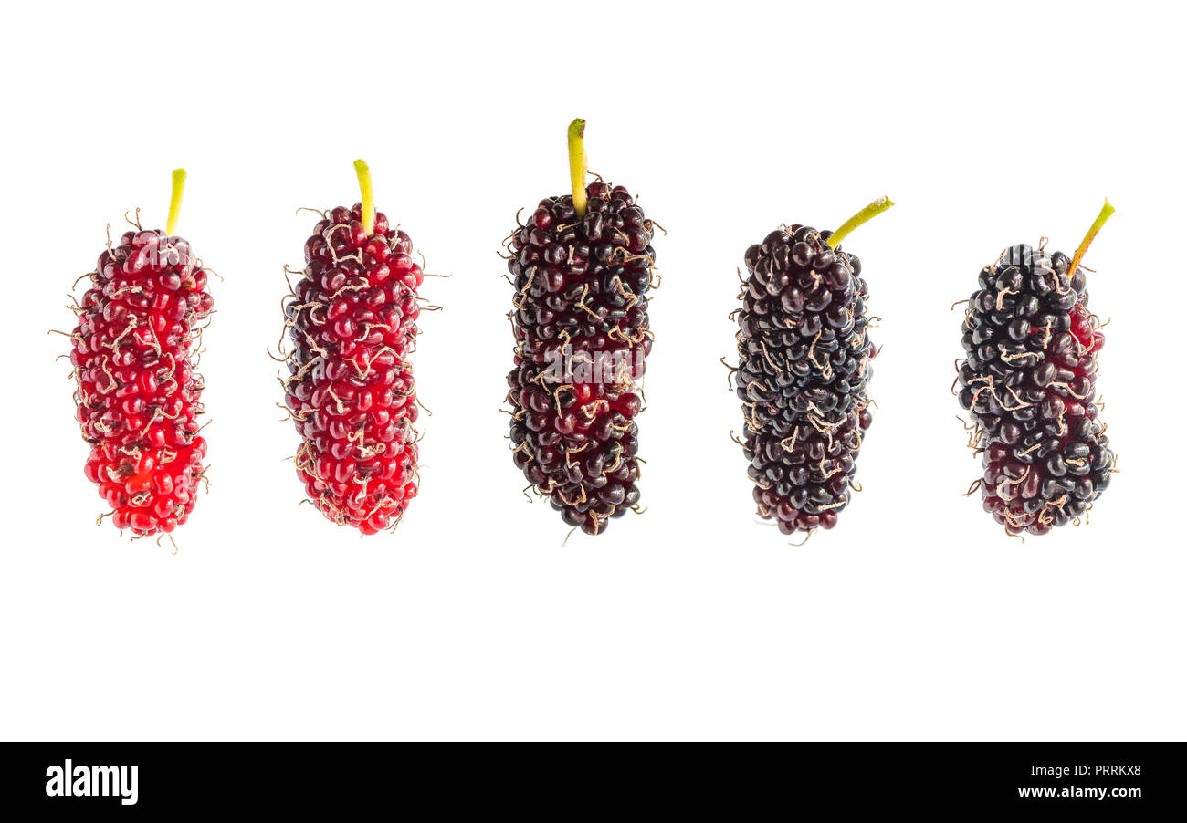 Die Reifung mulberry Früchte auf weißem Hintergrund Stockfoto
