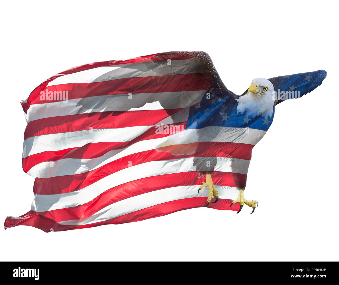 Double Exposure Effekt der nordamerikanischen Weißkopfseeadler auf der amerikanischen Flagge. Stockfoto