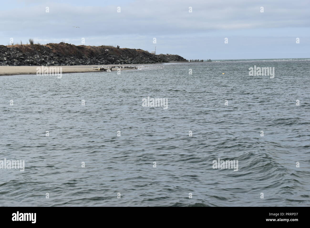 Seehunde in der Bucht in Gold Beach, oder Stockfoto