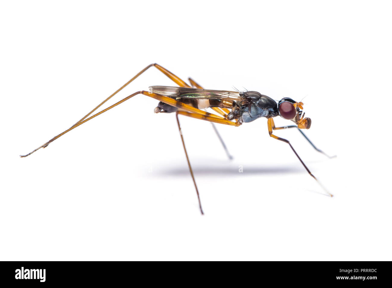 Stelzenläufer - legged Fliegen reibt seine hinteren Beine und sein Mund auf weißem Hintergrund öffnen Stockfoto