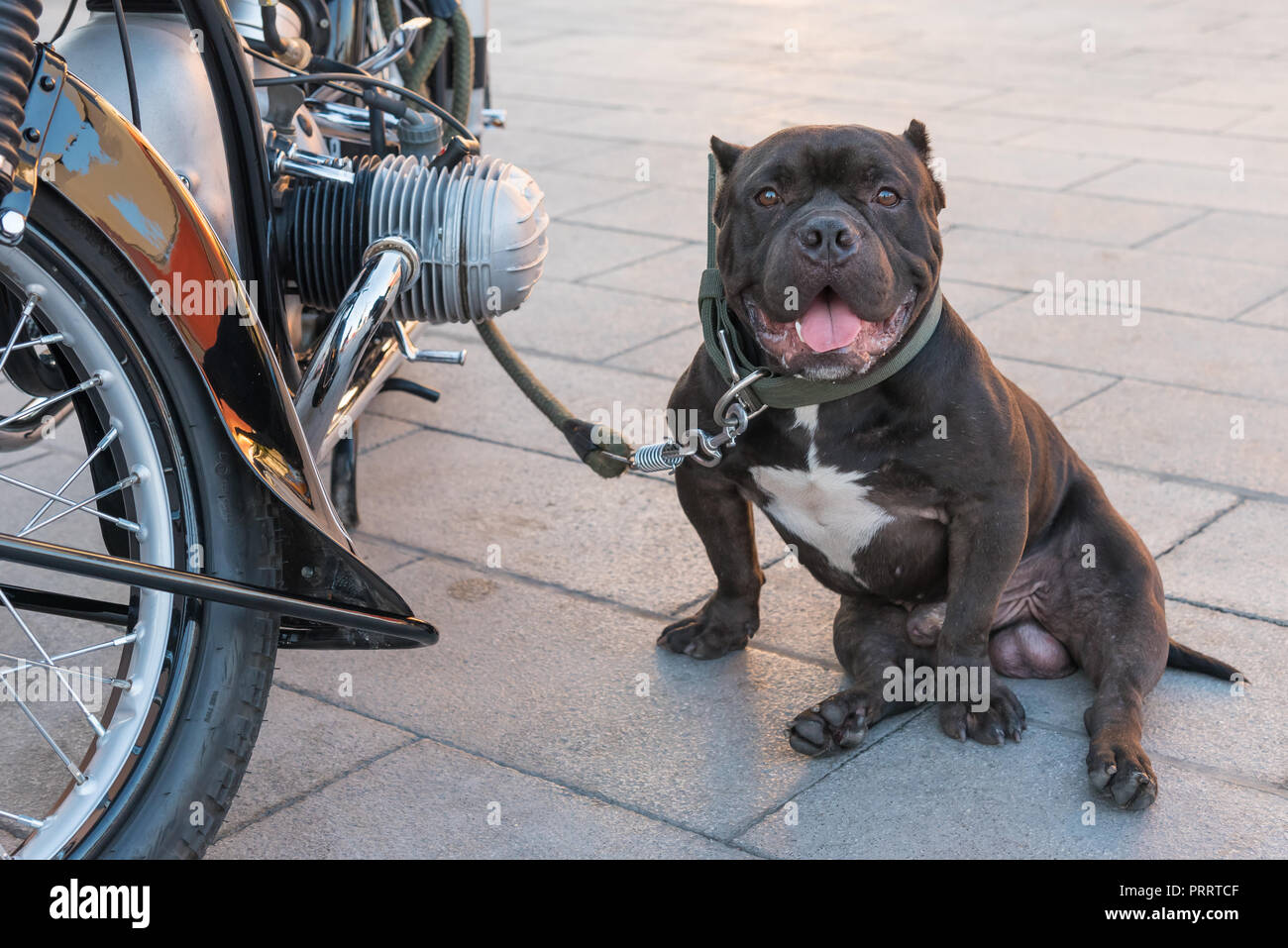 Eine Amerikanische bully Hund halten Motorrad seines Besitzers. Stockfoto