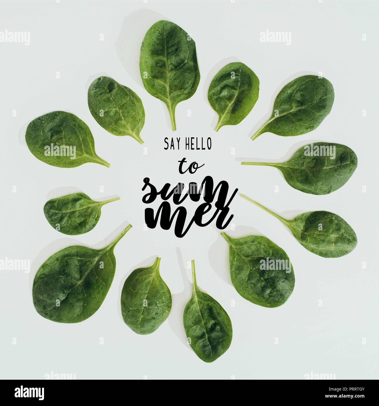 Blick von oben auf die schöne frische grüne Blätter und Worte sagen Sie hallo zu Sommer isoliert auf Grau Stockfoto