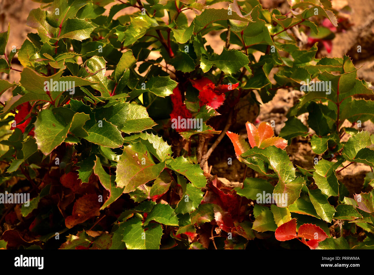 Wild holly im Herbst beginnen. Stockfoto
