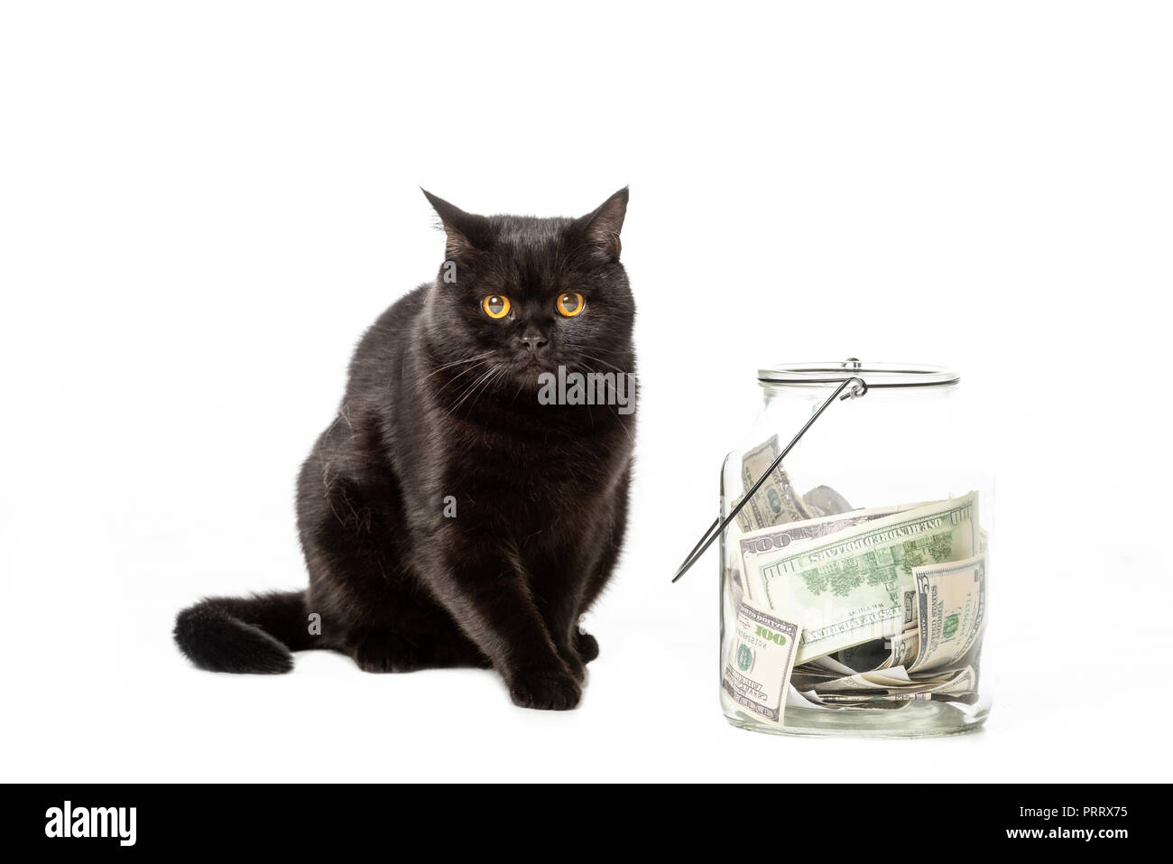 Schwarze Britisch Kurzhaar Katze In Der Nähe Von Glas Mit