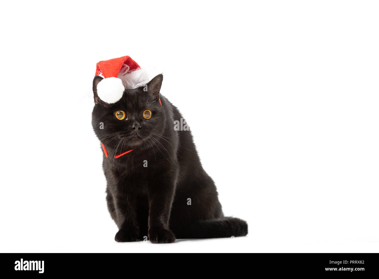 Christbaumschmuck Katze NEU Stickdatei Katze Mit Weihnachtsmütze \, image size:1300x957
