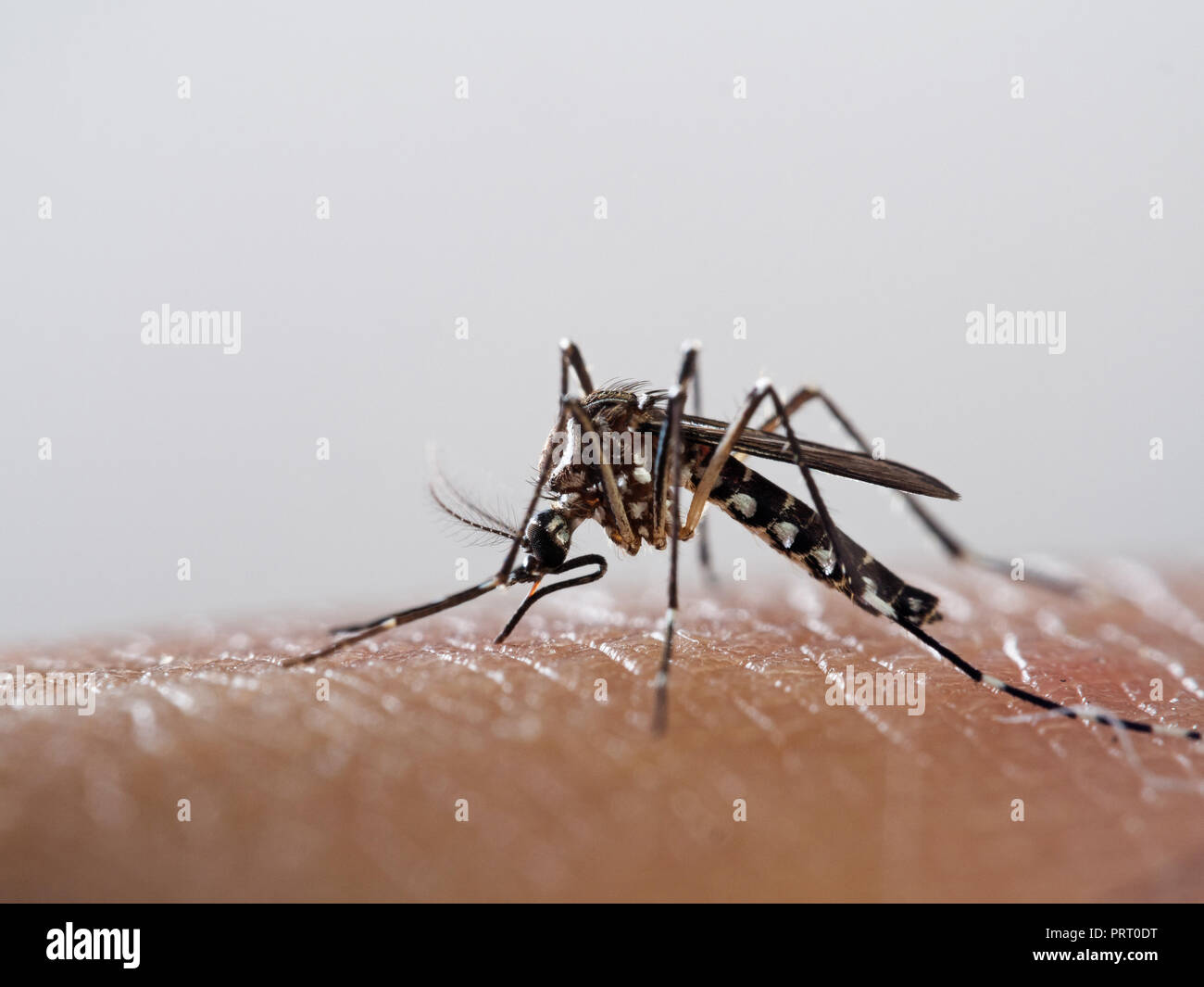 Aedes aegypti (moskito da Dengue) saugen Blut auf die menschliche Haut. Vektor von Dengue-Fieber, Gelbfieber, zika Virus und Chikungunya. Stockfoto