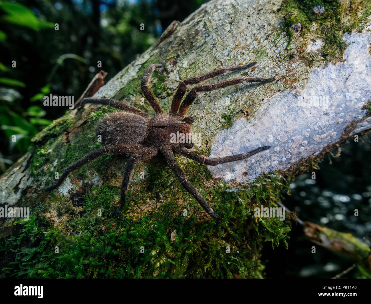 Feurige brasilianische wandering Spinne (Phoneutria, aranha armadeira) zu Fuß auf einem Baumstamm mit einem Wald Hintergrund. Von der südöstlichen Brasilien. Stockfoto