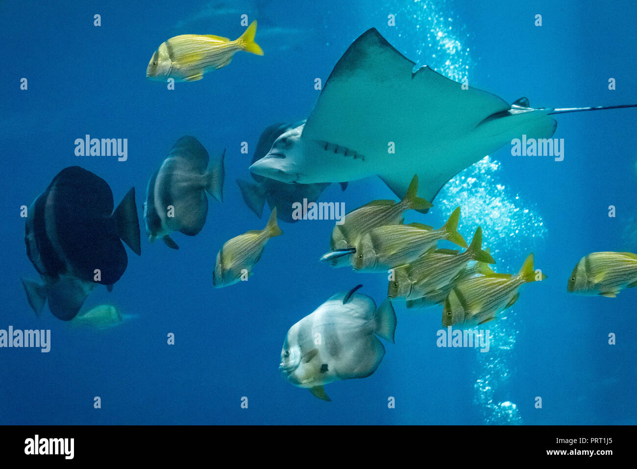 Spotted Eagle Ray mit gelben porkfish und longfin batfish am Georgia ...