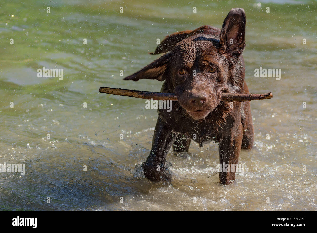 Chocolate Labrador holen im Fluss Stockfoto