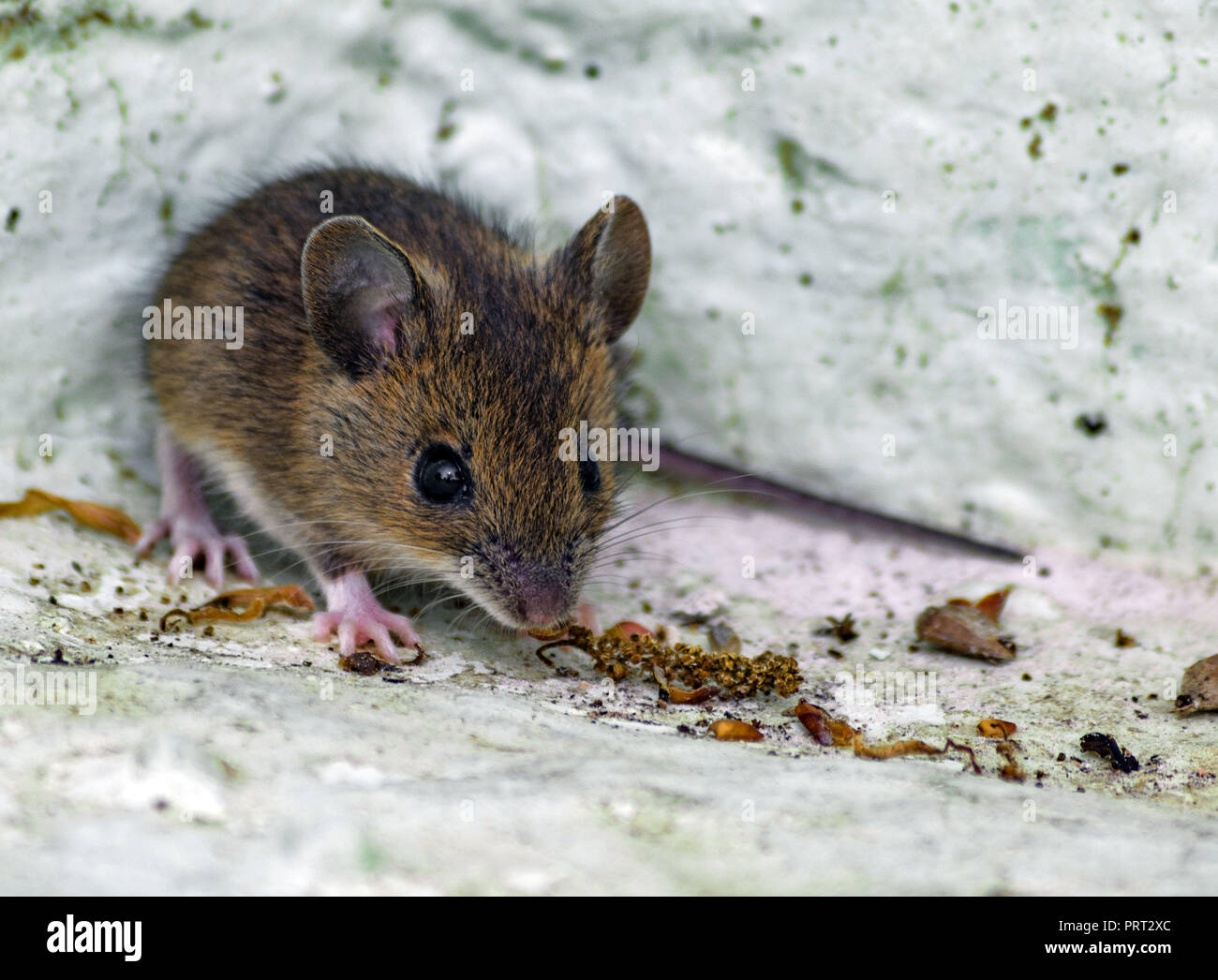 Braune Maus Im Garten