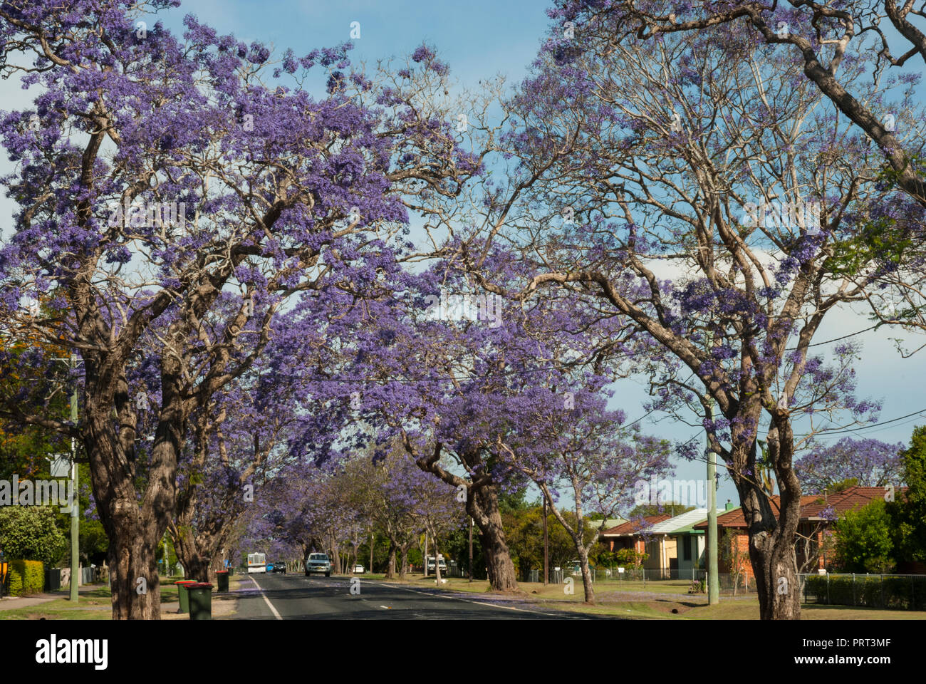 Beeindruckende lila blühender Jacaranda-Bäume an einem sonnigen Tag entlang einer Vorstadtstraße in Grafton, New South Wales, Australien. Stockfoto