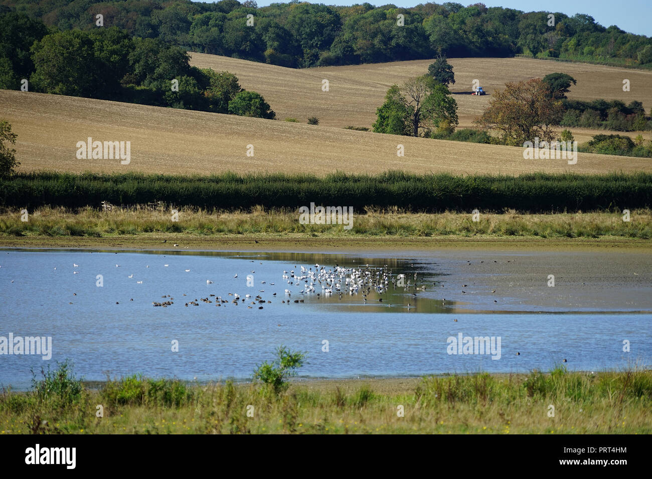 Wasservögel auf eyebrook Behälter Stockfoto