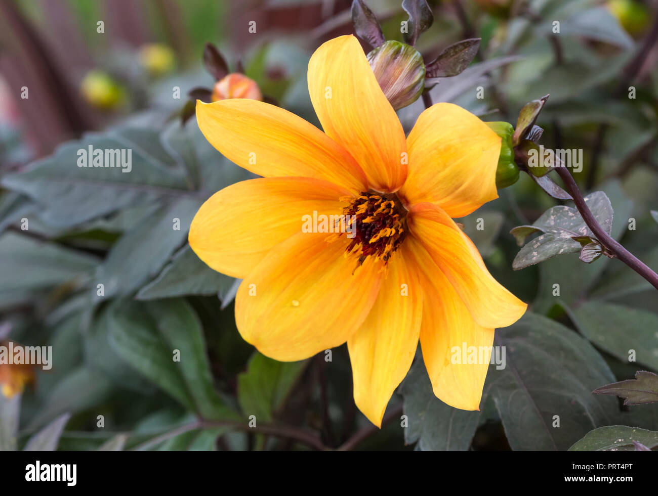 Dahlie 'Mystic Geist', eine einzelne Blüte Orange Dahlie Blume Nahaufnahme im Herbst in West Sussex, UK. Dahlien. Stockfoto